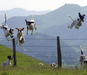 dogs flying